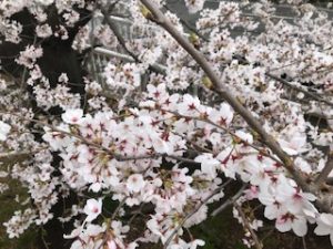 桜写真3